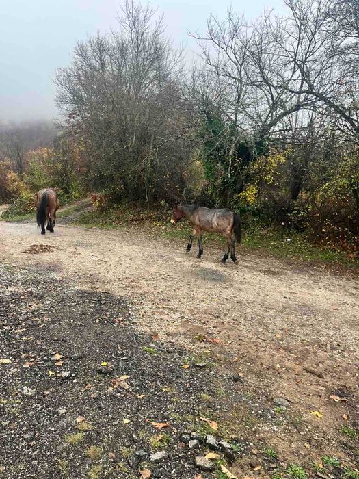 Продавам мъжки кончета