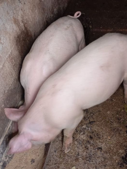 Cereale de anul acesta