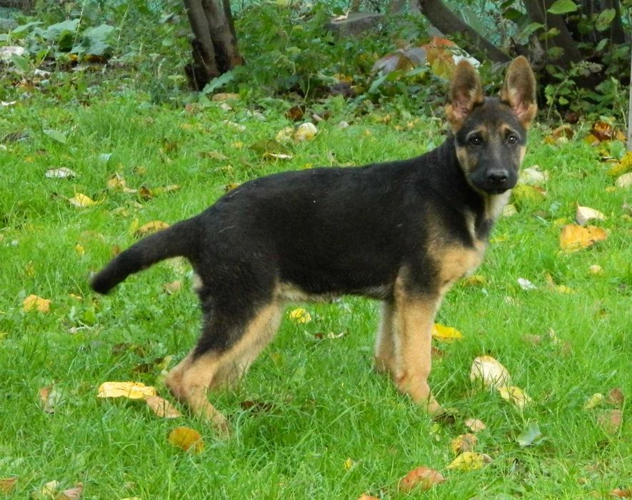 Продавам кученце немска овчарка - 3 месеца