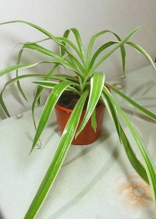 Продам. Хлорофитум пестролистный. Мощный очиститель воздуха.