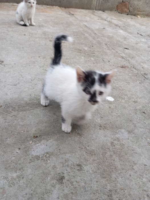 Подаряват се малки котета