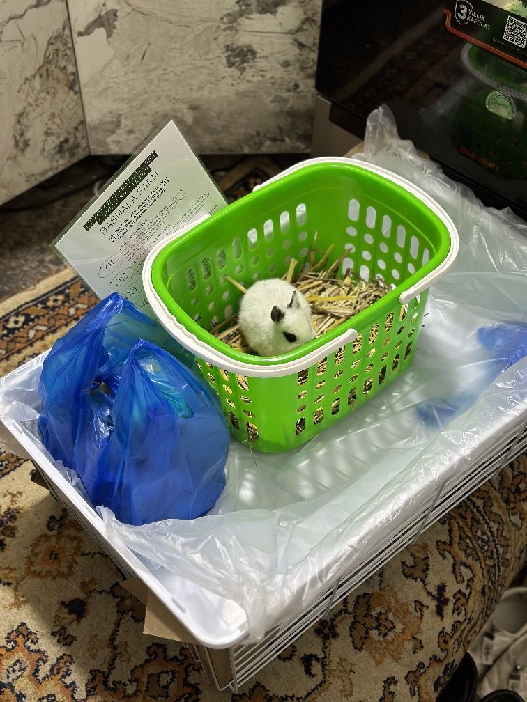 Karlik quyonchalar "Basmala farm" :)