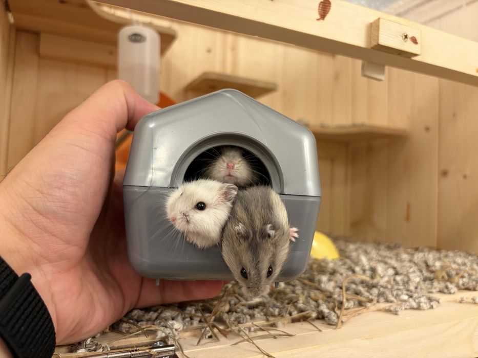 Donez hamsteri pitici siberian