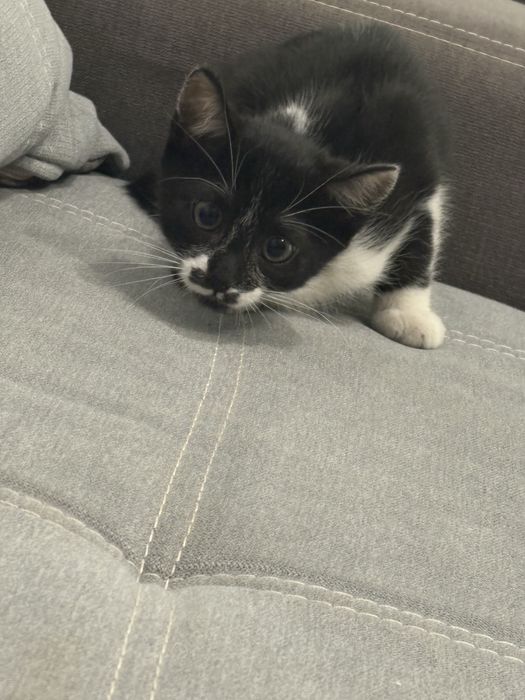 Ofer pui de pisica spre adoptie URGENT