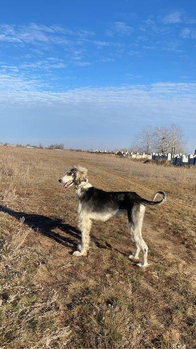 Продается Тазы.