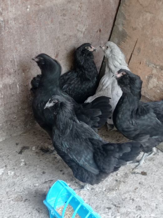 Продаются молодые курочки