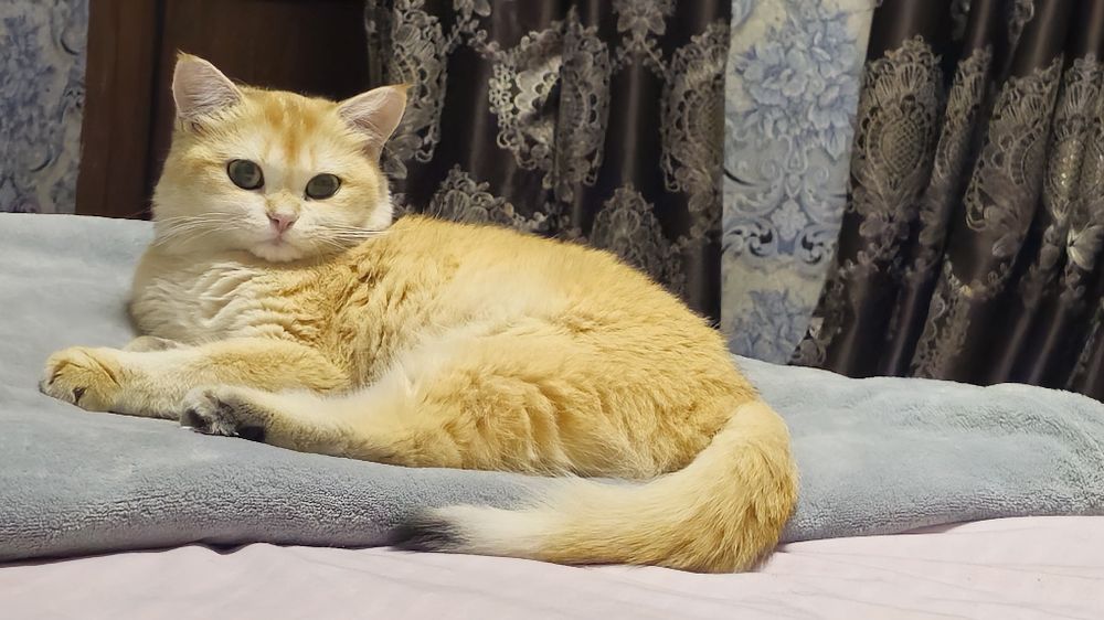 Shinshila toza qonli NY12 qiz