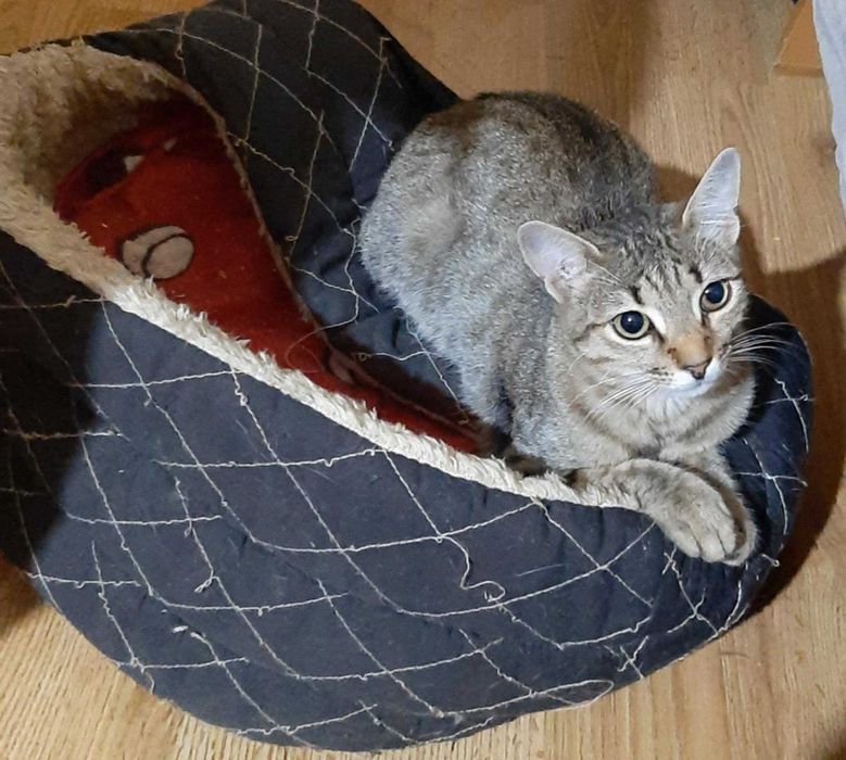 Tigruță pentru adopție
