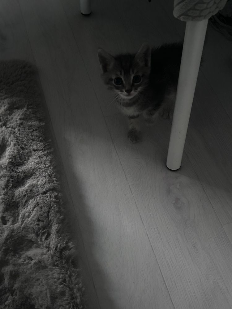 Котенок бесплатно