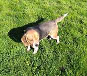 Femelă beagle tricolor