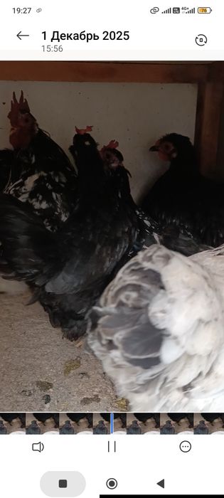 Япон Кох Эски зот товук ва хурозлар сотилади