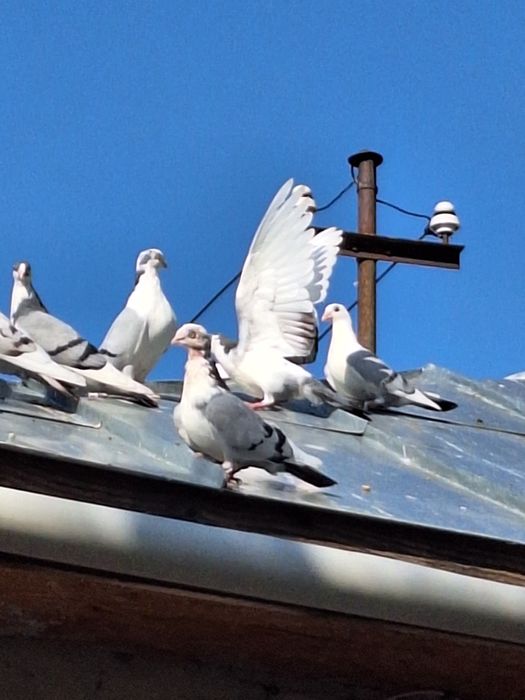 Porumbei Galateni de joc