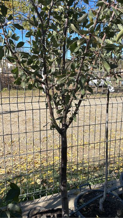 Pomi fructiferi mari la ghiveci !