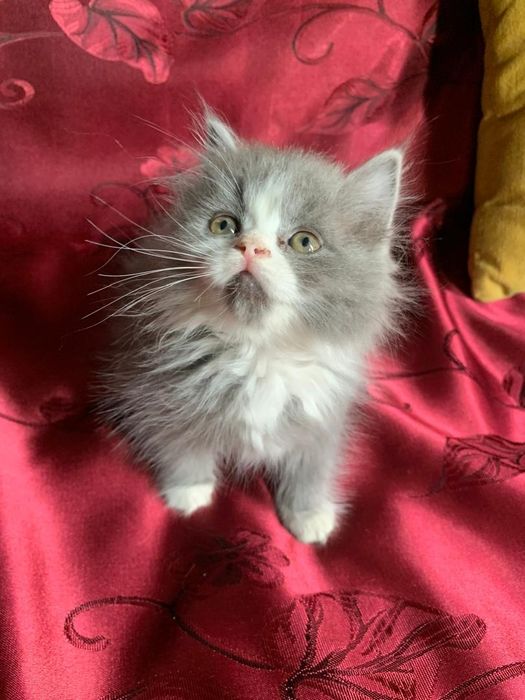Британские котята,возрасте 1,5 месяца
