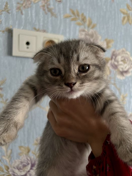 Котенок скоттиш фолд и страйт