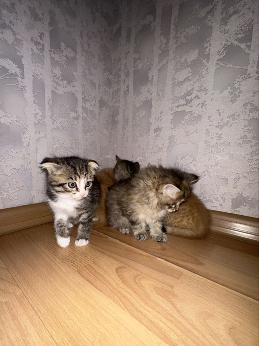 5 разнообразных и очень красивых котят