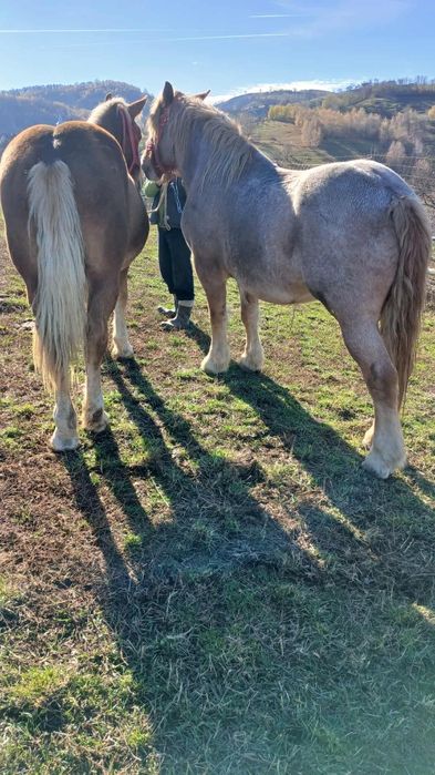 Vând  trei mânzi semi-grei