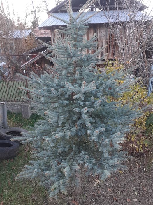 Brad argintiu 2,5 metri