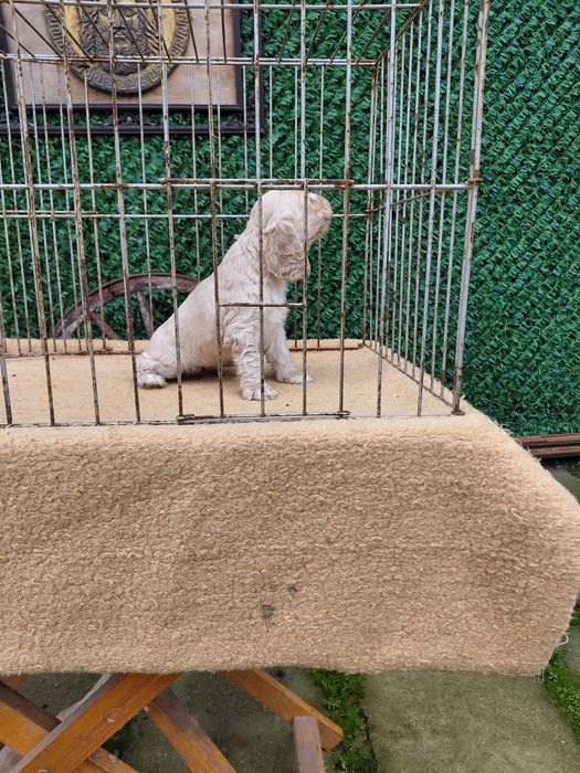 Американски кокер