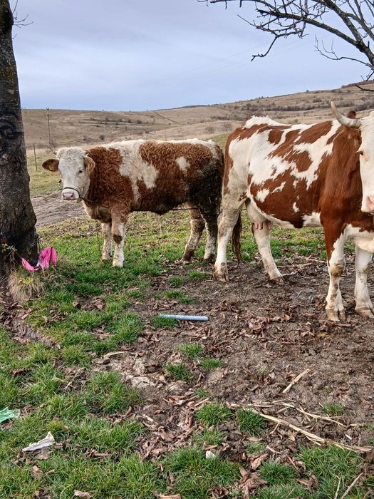Vând vaca și o vitea