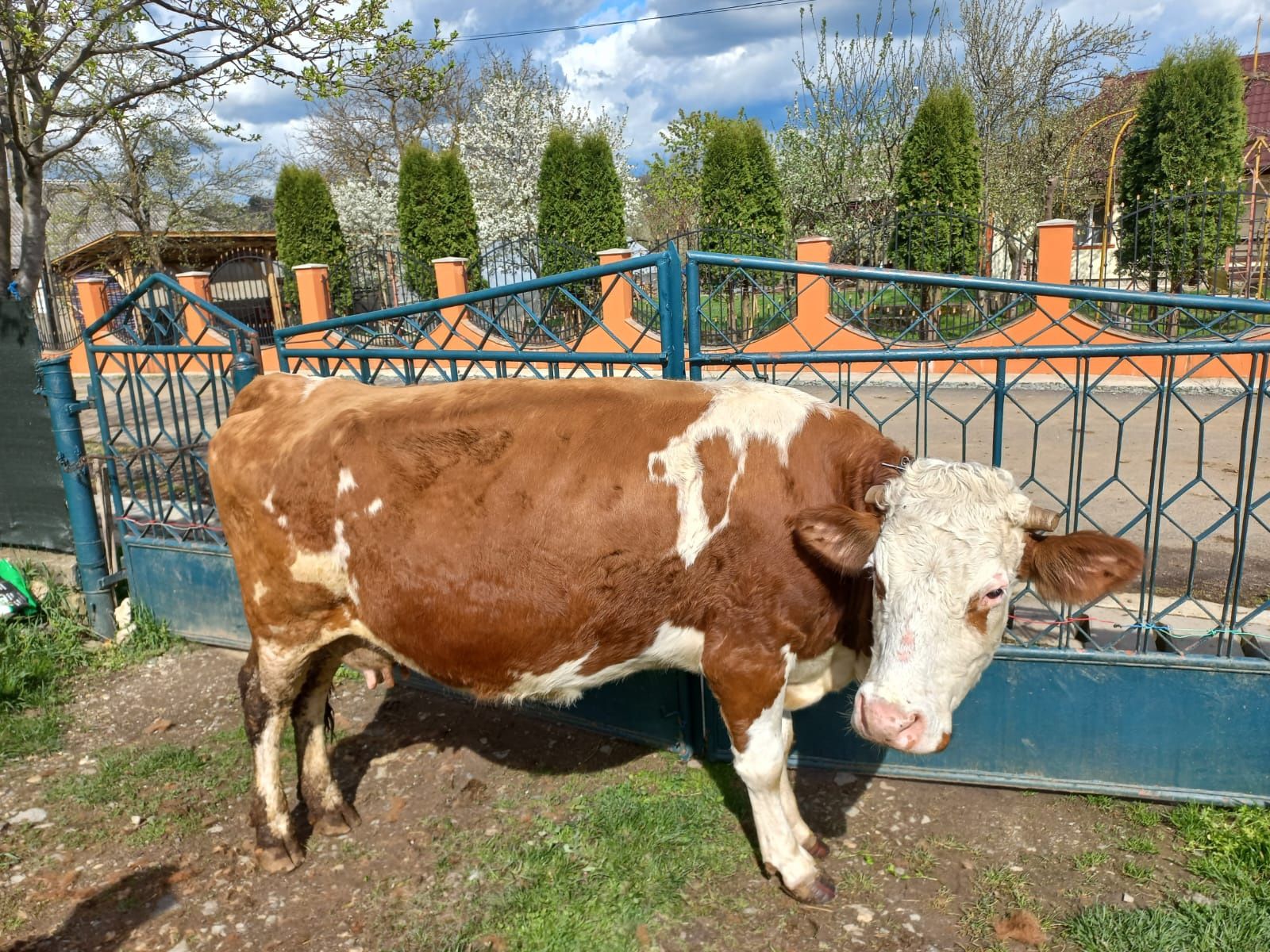 Vând vaca Bălțată Românească