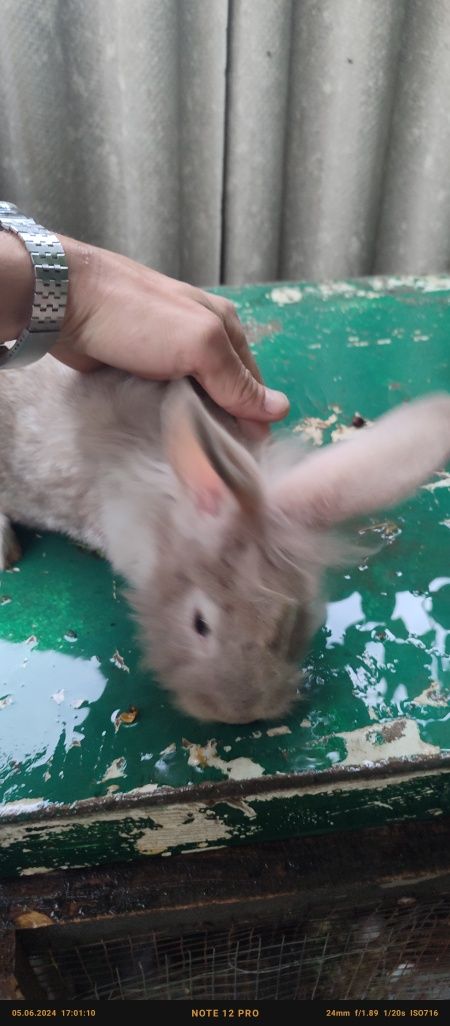 Кролик породы львиноголовый