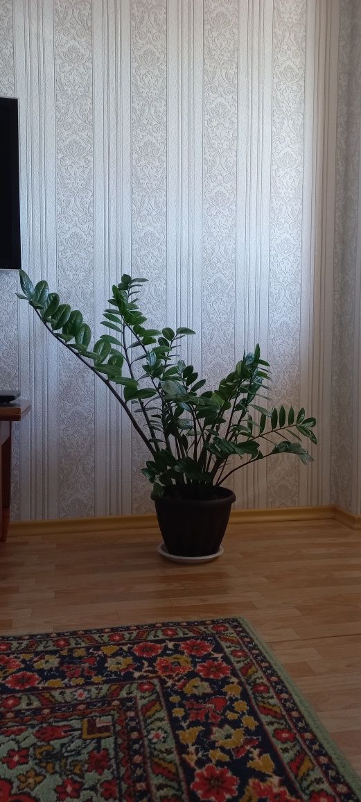 Продам долларовое дерево