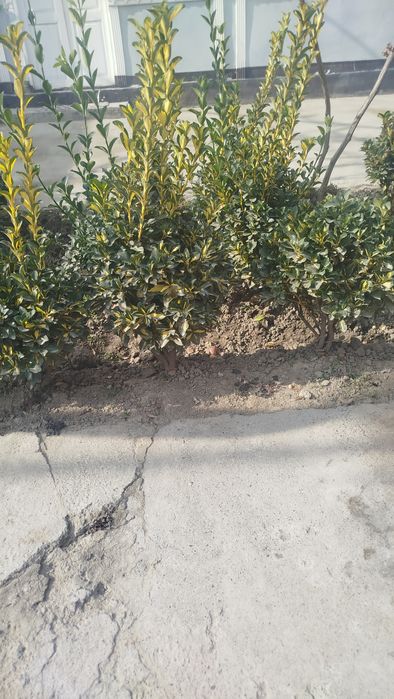 Archa va shamshodlar