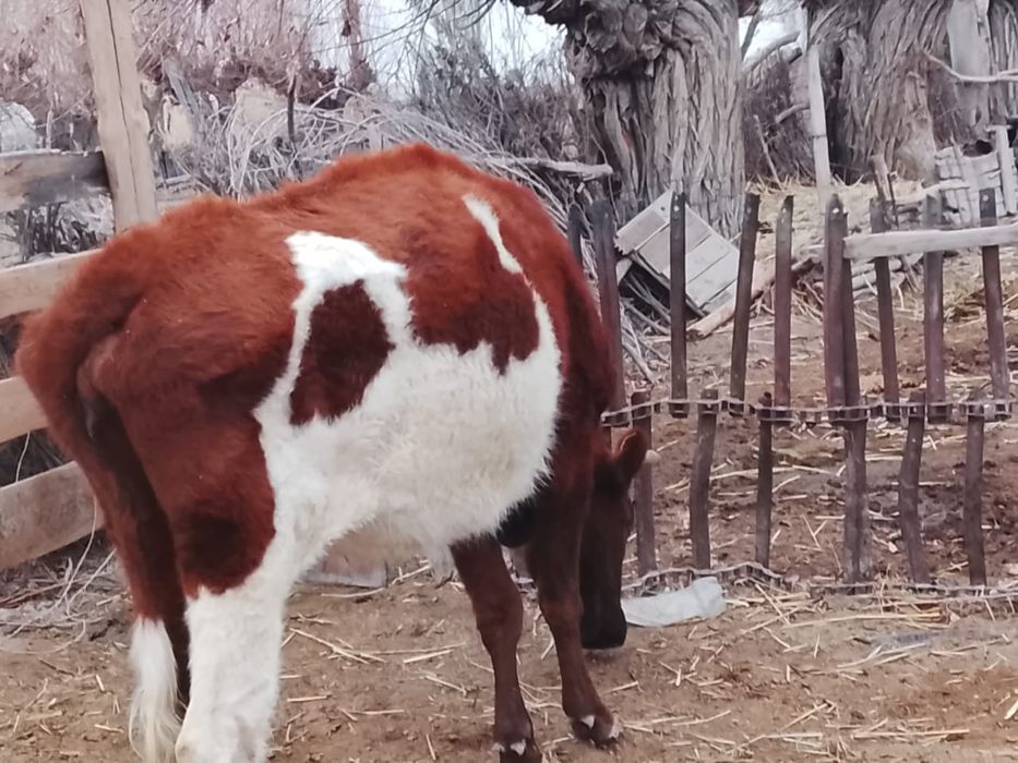 Қысыр сиыр сатылады