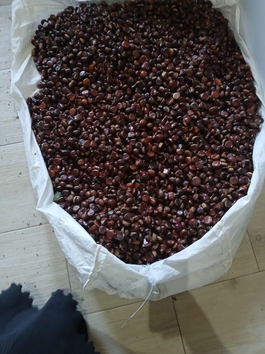 Castane proaspete