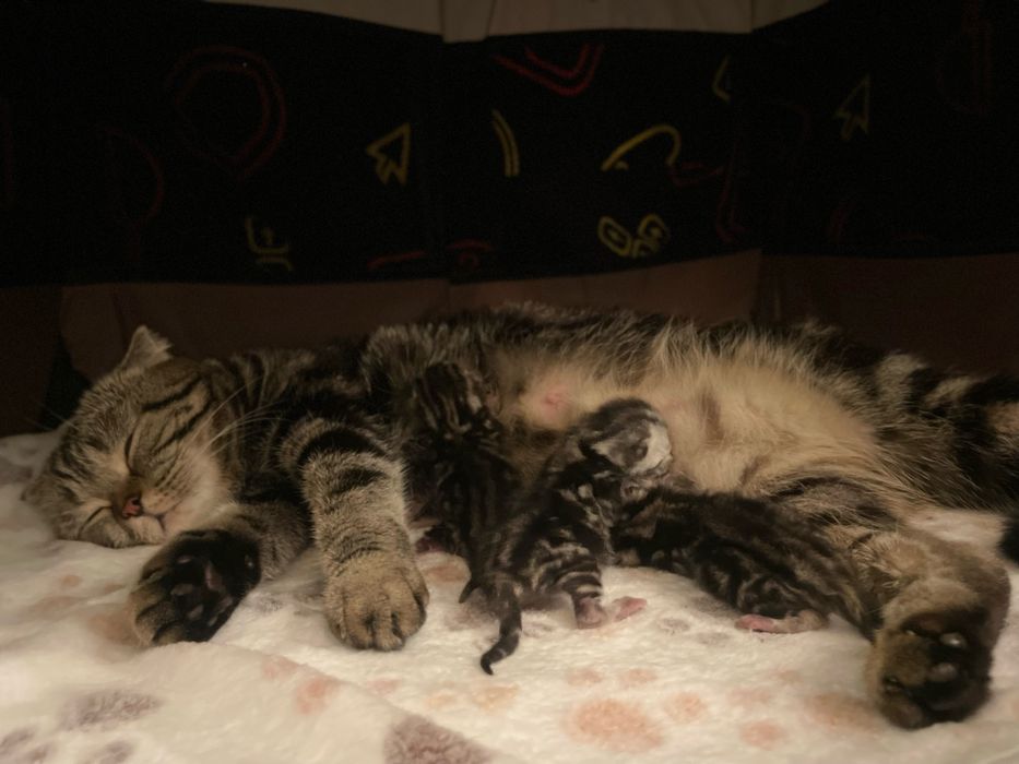 Готовятся к резерву три шотландских котенка