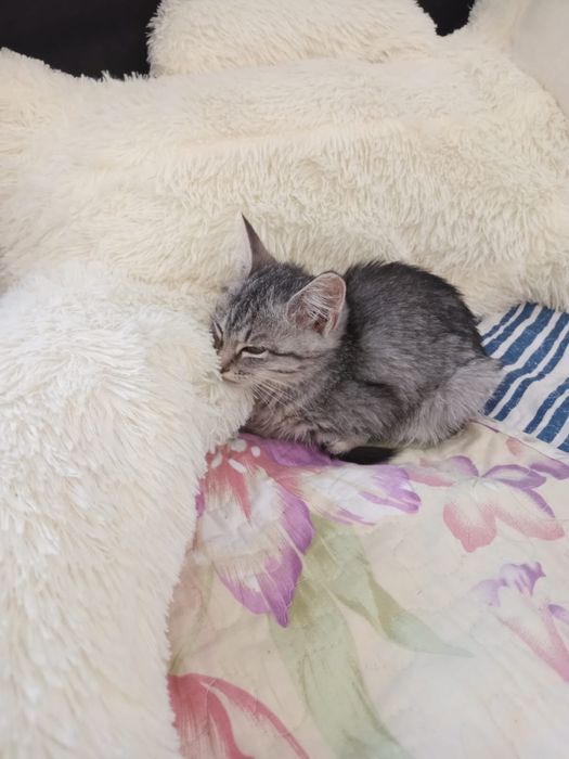 Котенок девочка отдам