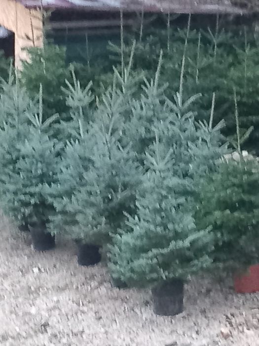 Vând copaci orientali mesteacăn  tei arțar platan și tuia