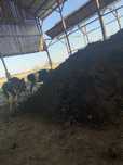 Balegar vaca (mranita bio)