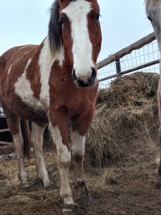 Лошадь продам.Ат сатамын
