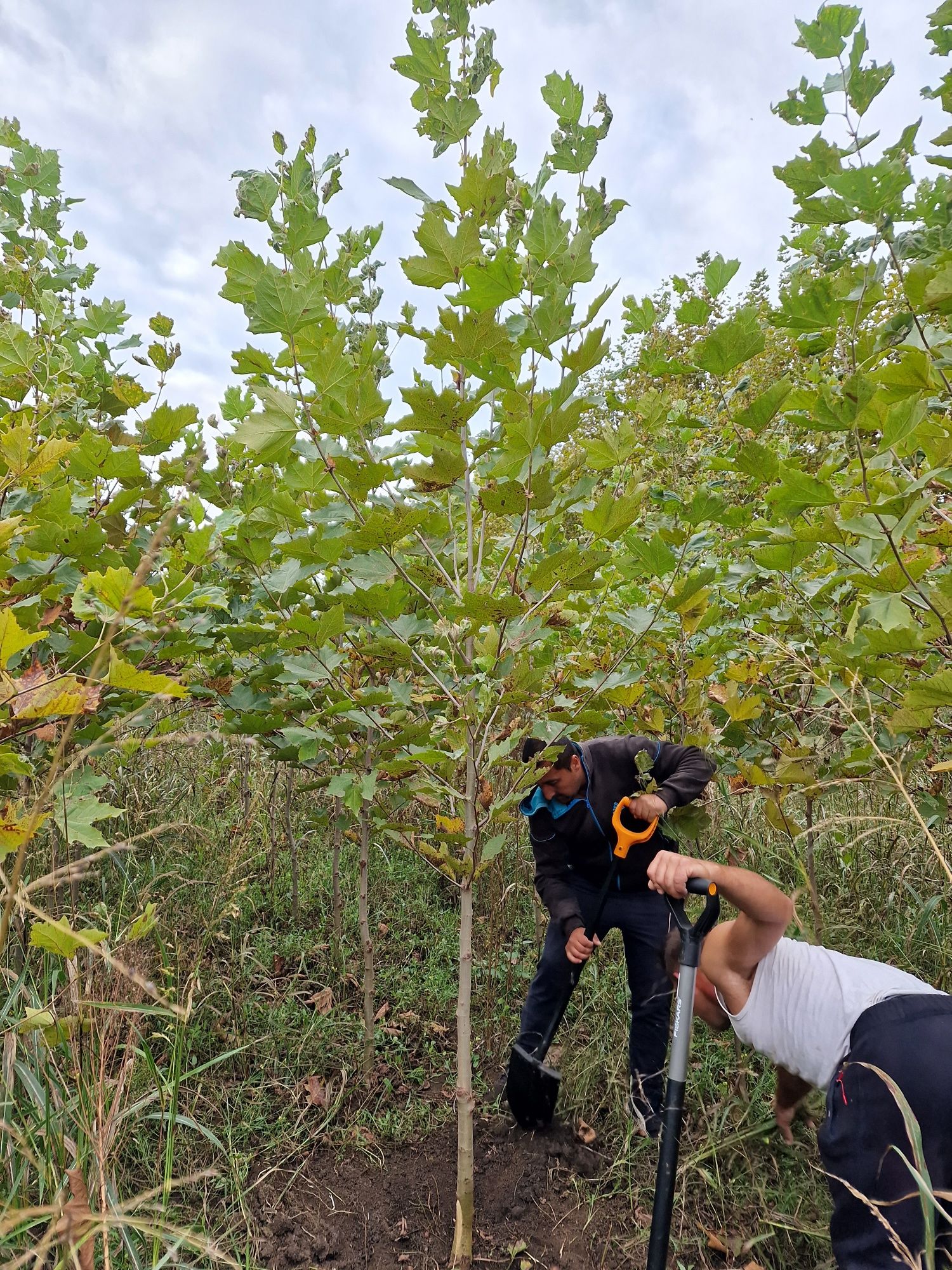 Platan 3 - 4m, copaci, tei  mesteacăn,  catalpa etc