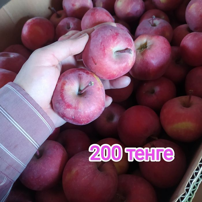 Продам яблоки 150-200 тг