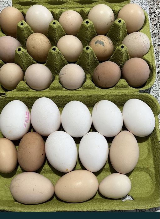 Gaini de rasa, cocosi albi, gaini de tara, oua