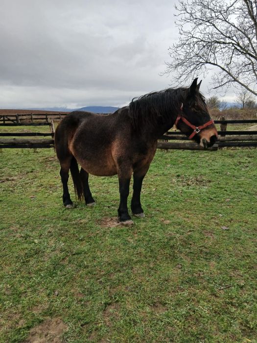 Iapa de vanzare de 7 ani