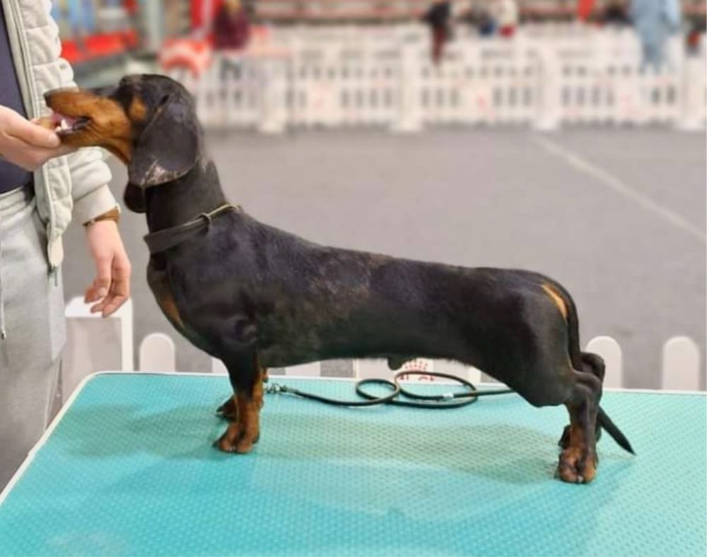 Mascul teckel arlequin cu pedigree