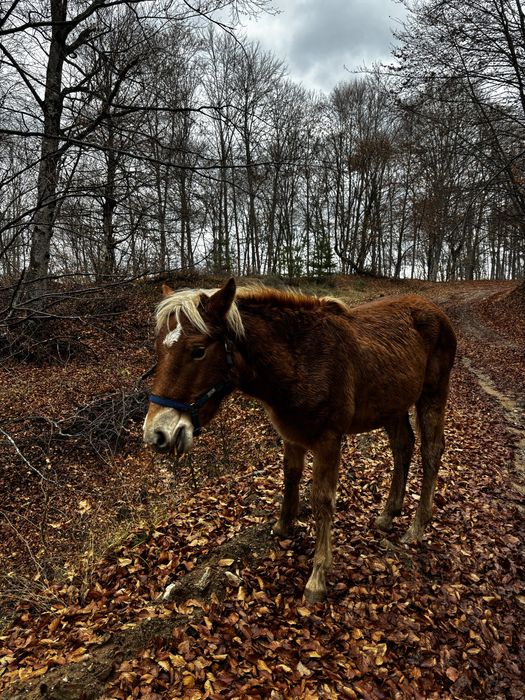 Кон, мъжки хафлингер