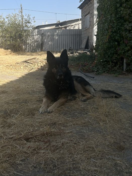 Овчарка в поисках невесты