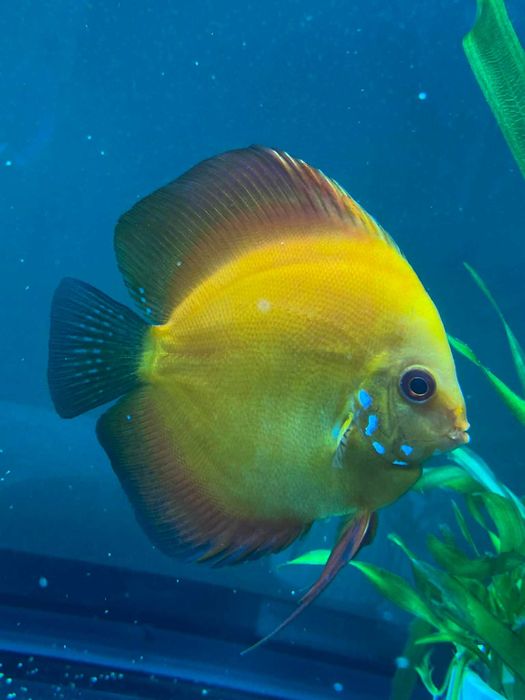 2 Discusi de vanzare Cluj Napoca la pret de 1