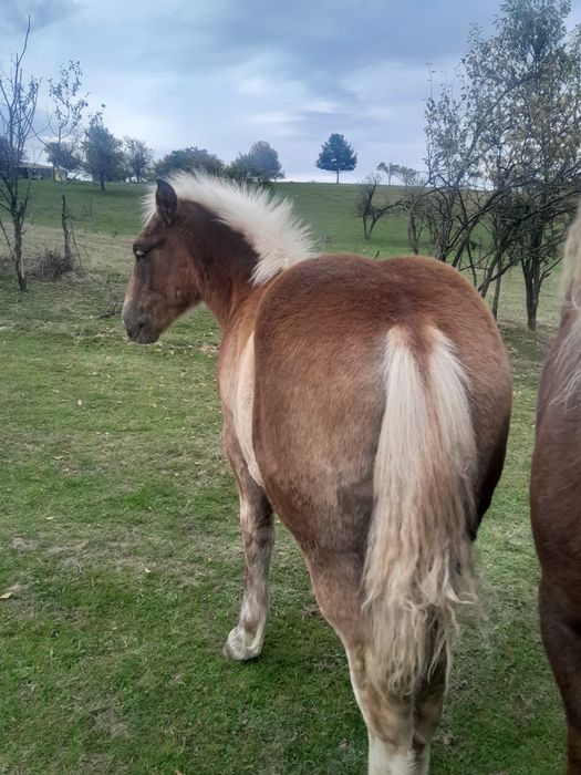 Vând iapă cu mânji