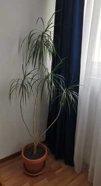 Dracaena Marginata (dragon tree) planta înaltă de interior