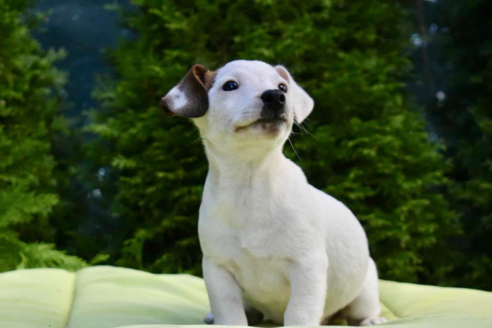 Джак ръсел териер