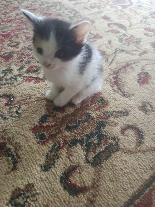 котики даром, отдам