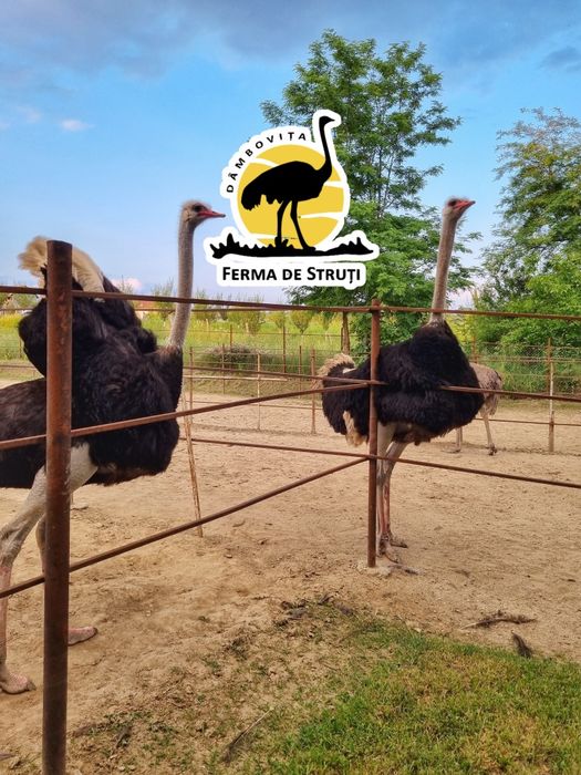 Pui de STRUȚ NEGRU AFRICAN de calitate superioară
