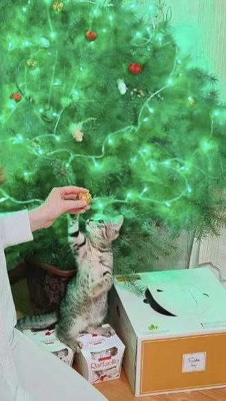 Отдам в добрые руки котенка