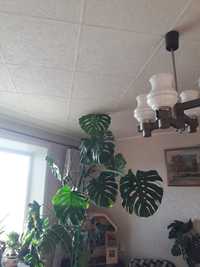 Монстера- комнатное растение